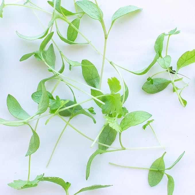 Parsley Microgreens Seeds - 1 Oz ~18,000 Seeds - Grow Non-GMO Micro Parsley Herb Greens - Premium Seed - High Germination Rate