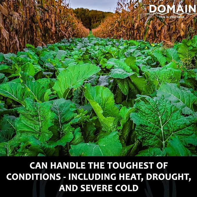 Domain Outdoor Bombshell Food Plot Seed for Deer, 1/2 Acre, Designed to Handle The Toughest Conditions, Quick Establishment - Ethiopian Cabbage, Forage Collards, Hybrid Forage Brassica, Forage Turnip