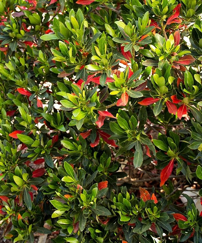 Japanese Blueberry Elaeocarpus Tree | 3 Large Gallon Size Pots | Elaeocarpus Decipiens | Ornamental Evergreen | Shade and Privacy Plants