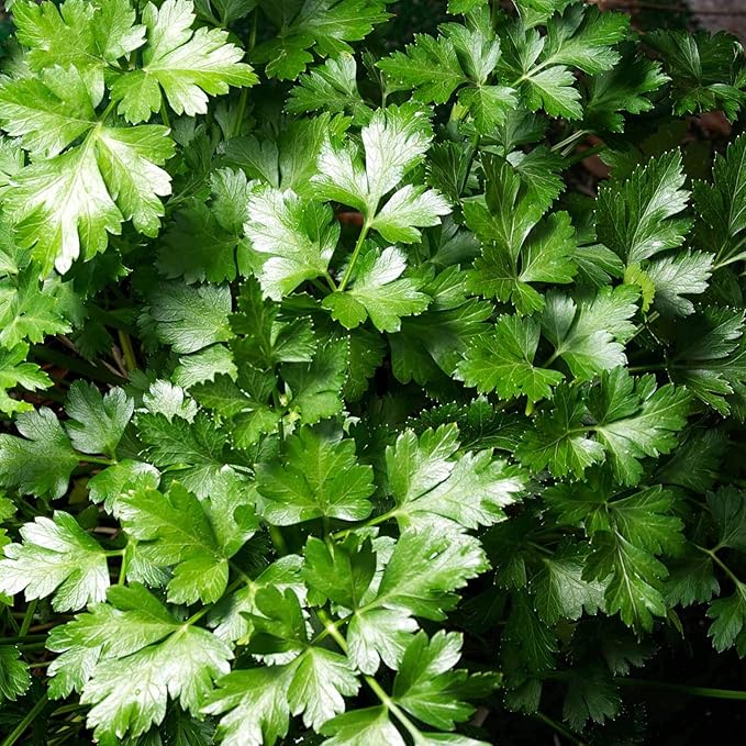 Dark Green Italian Flat-Leaf Parsley Seeds: 5 Lb - Bulk, Non-GMO Herb Seeds for Herbal Garden & Microgreens