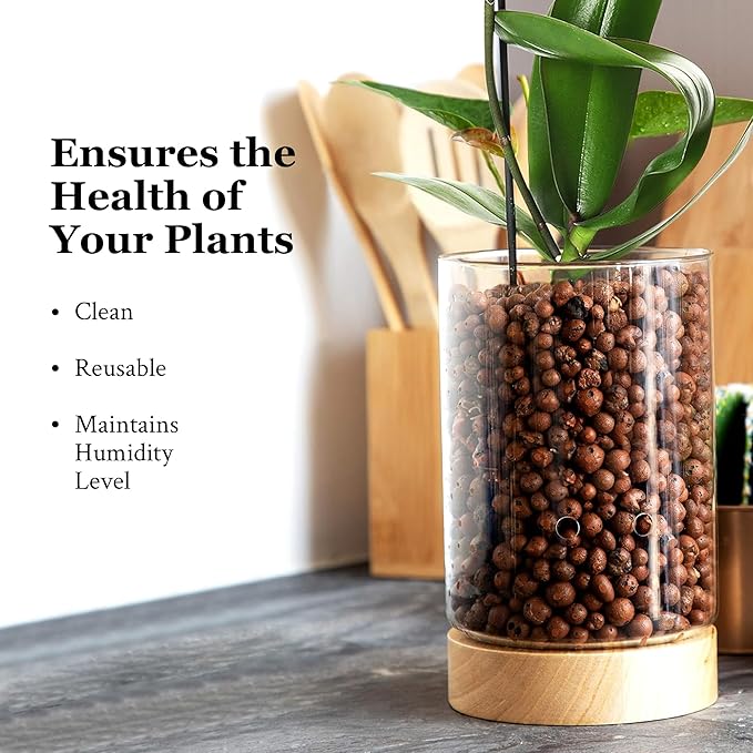 Pot & Pebble - C1 Glass Planter with Wooden Base - Indoor Glass Planter with Water Level Control Holes -Grow Plants in LECA Clay Pebbles/Similar Media - Semi Hydroponic Planter - Plant Cutting Holder