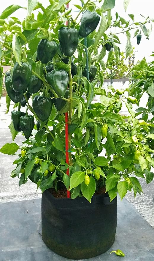 RootEase 5-Pack Garden Planting Fabric Pot, Heavy Duty Durable Grow Bags/Planter, Raised Bed Gardening, Eco-Friendly Grow Bags with Handles (5 Gallon, Green)