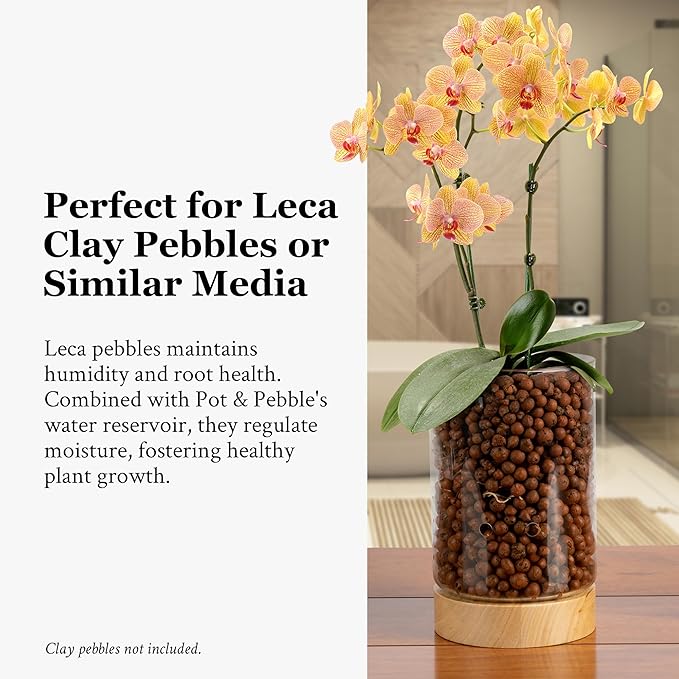 Pot & Pebble - C1 Glass Planter with Wooden Base - Indoor Glass Planter with Water Level Control Holes -Grow Plants in LECA Clay Pebbles/Similar Media - Semi Hydroponic Planter - Plant Cutting Holder