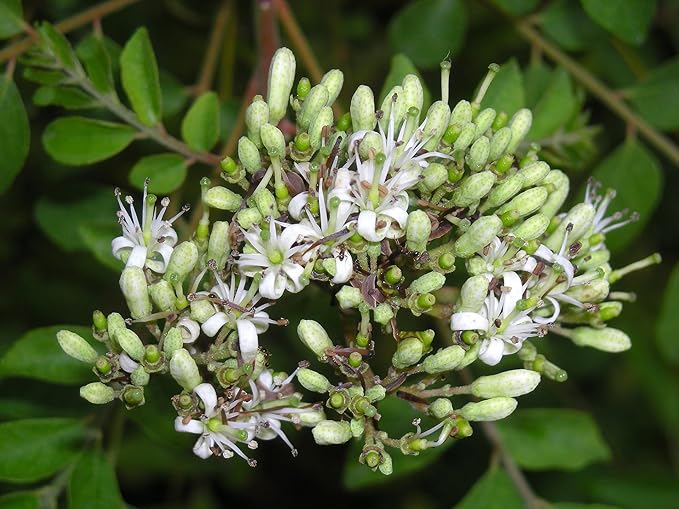 Curry Leaf Plant. Live Plant. Fragrant, Beautiful, Edible. Easy Grow. Indian Cooking Must Have. Murraya Koenigii. (2 Cups)