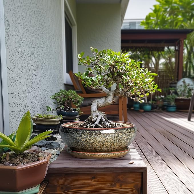 SQOWL Bonsai Planter - 10 Inch Ceramic Succulent Pots, Shallow Plant Pot Indoor with Drainage Hole and Saucer, Ceramic Bonsai Pots, Round Planter Bowl Outdoor, House Decor, Plant Lover Gifts, Brown