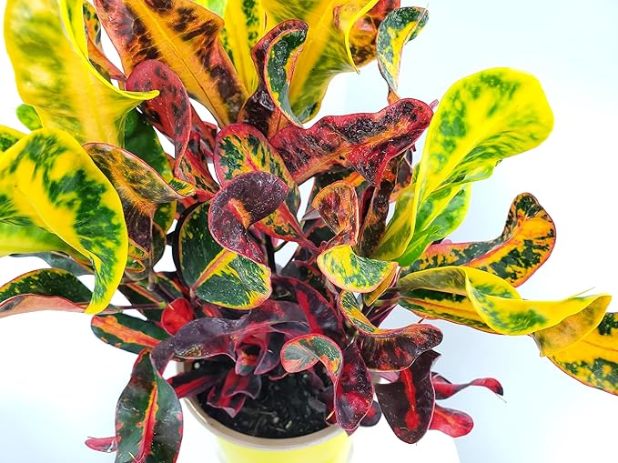 Croton Mammy - 16" to 20" Overall Height - Live Variegated Plant - Tropical Plants of Florida (Plant in Growers Pot)