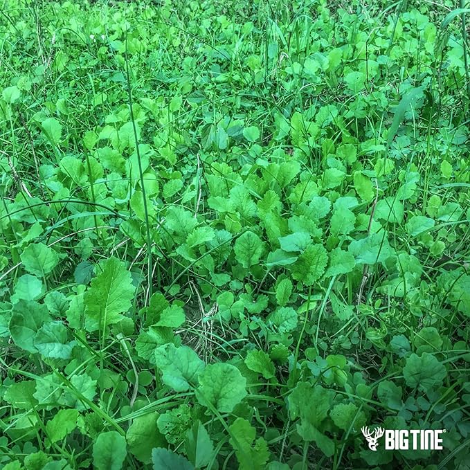 Big Tine Food Plot Mix, Deer Attractant, Buck Brunch, No-Till Food Plot Mix, 4 lbs Bag, Great for Remote Plots, Fast Growing, Shade Tolerant