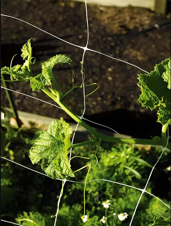 Trellis Netting, Aaamazing Netting, Scrog Net, Trellis Net, 5ft x 4920ft Roll, for Climbing Plants, Cut Flower Support, Garden, Grow Pea, Bean, Grape Vine, Mesh, Heavy Duty, 6x6 Inch Squares