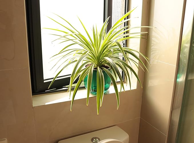Meicynhoger 2-Pack Vintage Plastic Self-Watering Hanging Planters for Spider Plant,Ivy - 6.5" Clear Flower Pot with Hooks for Indoor Outdoor,Table, Balcony, Wall,Deck,Garden Green
