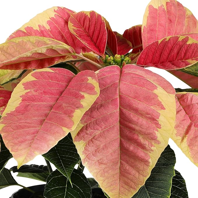 Green Circle Growers 12-Pack Live Marble Poinsettia/Cinnamon Plants in 4-Inch Grower Pots with Silver Decorative Covers – Festive Holiday Houseplants for Seasonal Home Décor & Gifting