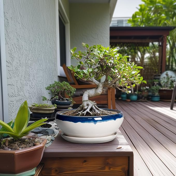 SQOWL Bonsai Pots - 10 Inch Ceramic Pots for Succulents Indoor Outdoor, Shallow Planter with Drainage Hole and Saucer, Round Succulent Planters Bowl, Kitchen Decor, Housewarming Gifts, Blue-Beige