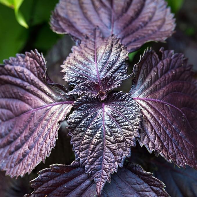 Shiso Seeds - Purple - 1 Oz - Non-GMO Herb Garden & Microgreens/Micro Herbs - AKA: Perilla, Beefsteak Plant