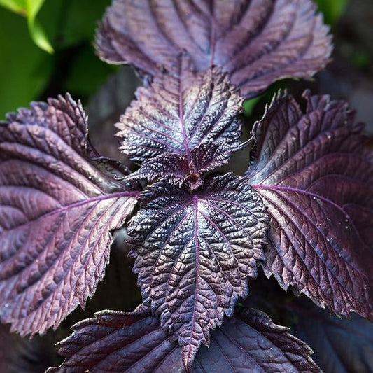 Shiso Seeds - Purple - 1 Oz - Non-GMO Herb Garden & Microgreens/Micro Herbs - AKA: Perilla, Beefsteak Plant