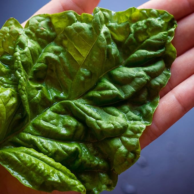 Basil Seeds - Lettuce Leaf - 0.25 Oz ~500 - Culinary Herb Gardening & Microgreens Seeds - Non-GMO, Heirloom, Open Pollinated, Annual