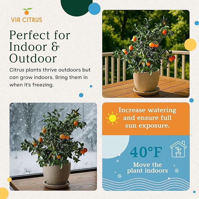 Meyer Lemon Trees Live Plants Outdoor 18-22" Tall - Dwarf Fruit Trees Potted Cannot Ship: CA/AZ/TX/LA – Mini Lemons Plant, Citrus Tree, Indoor Fruit Tree Live Plants, Housewarming Gift by Via Citrus