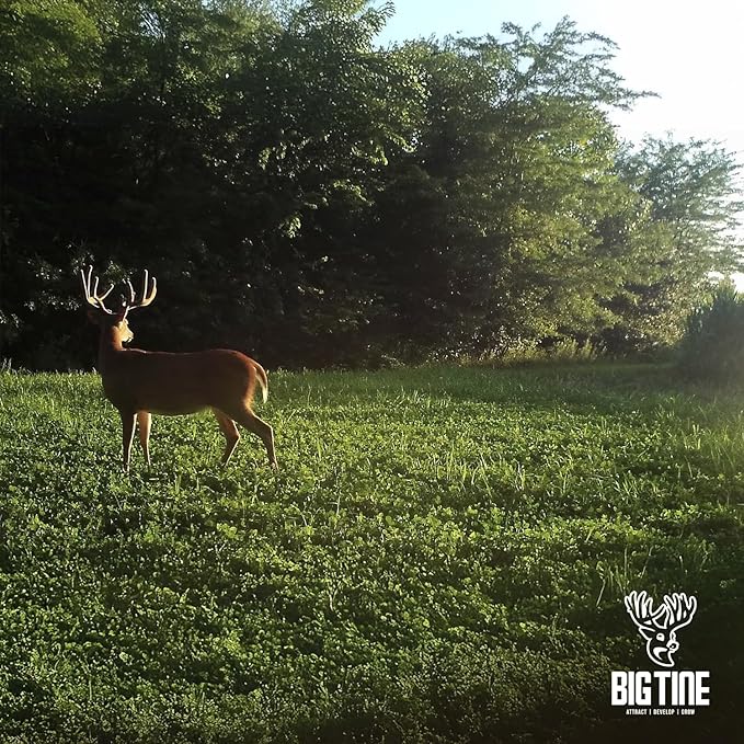 Big Tine Food Plot Mix, Deer Attractant, Foundation Clover, Premium Clover Mix, 4 lbs Bag, Perennial, Great for Food Plots, High Drought Tolerance