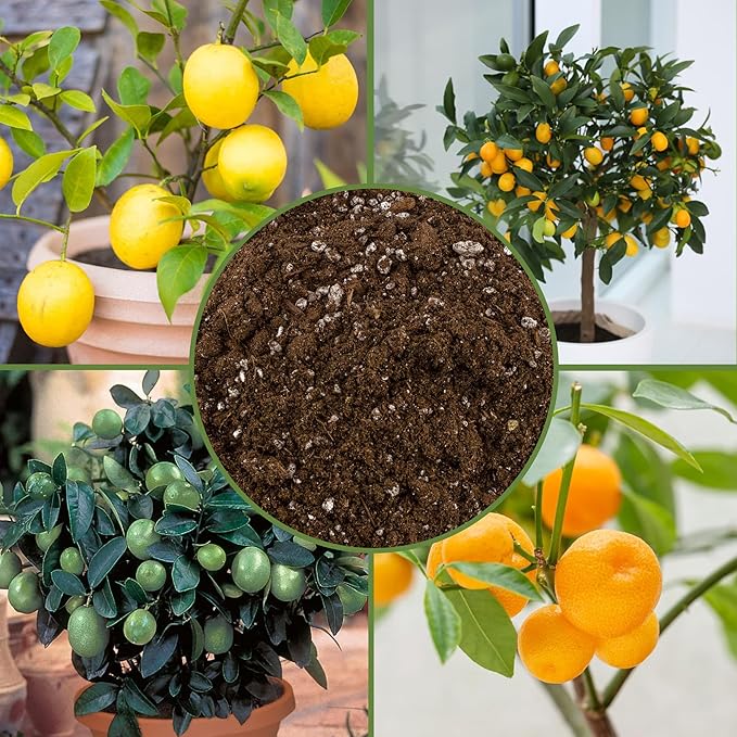Soil Sunrise Citrus Tree Potting Soil Mix (30 Quarts) Special Blend for Indoor Oranges, Lemons, Limes and More
