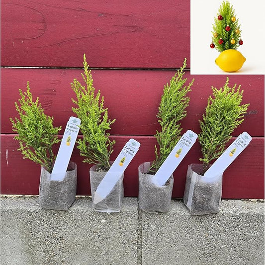 Lemony Christmas Tree. Lemon Cypress 'Goldcrest' (Cupressus Macrocarpa) - Vibrant Yellow-Green Foliage, Citrus Scent, Indoor/Outdoor (4 Cypress-Lemon sacs)