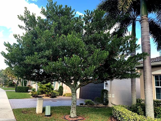 Japanese Blueberry Elaeocarpus Tree | 3 Large Gallon Size Pots | Elaeocarpus Decipiens | Ornamental Evergreen | Shade and Privacy Plants