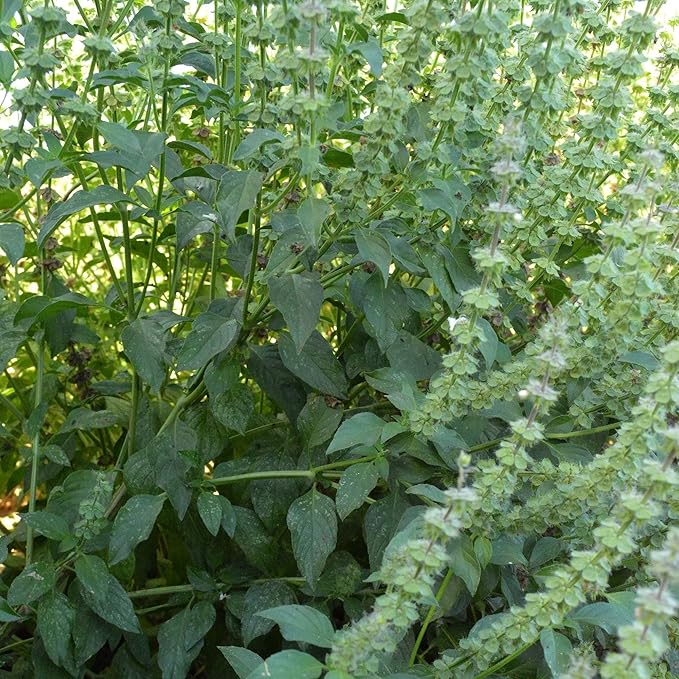 Organic Lemon Basil Seeds - 2 g Packet ~1357 Seeds - Non-GMO, Certified Organic, Heirloom - Growing Microgreens, Herb Garden - Ocimum basilicum
