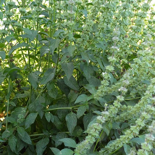 Organic Lemon Basil Seeds - 5 Lb Bulk ~1520000 Seeds - Non-GMO, Certified Organic, Heirloom - Growing Microgreens, Herb Garden - Ocimum basilicum