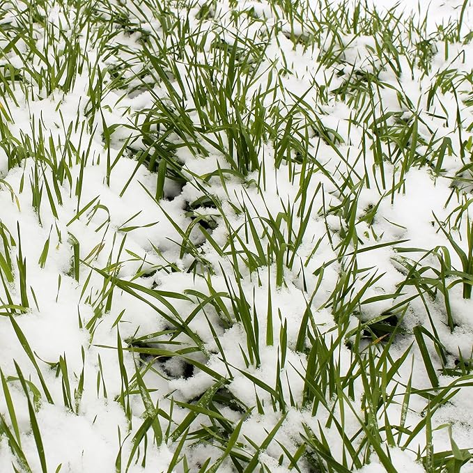 Winter Cereal Rye - 1 LB ~8,000 Seeds - Non-GMO, Open Pollinated - Farm & Garden Cold Weather Cover Crop & Erosion Control.