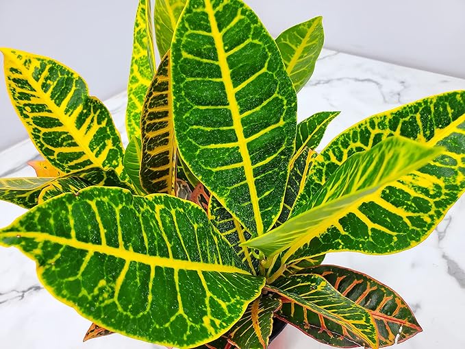 Croton Plants (Petra, 1 Gallon/6" Nursery Pot)