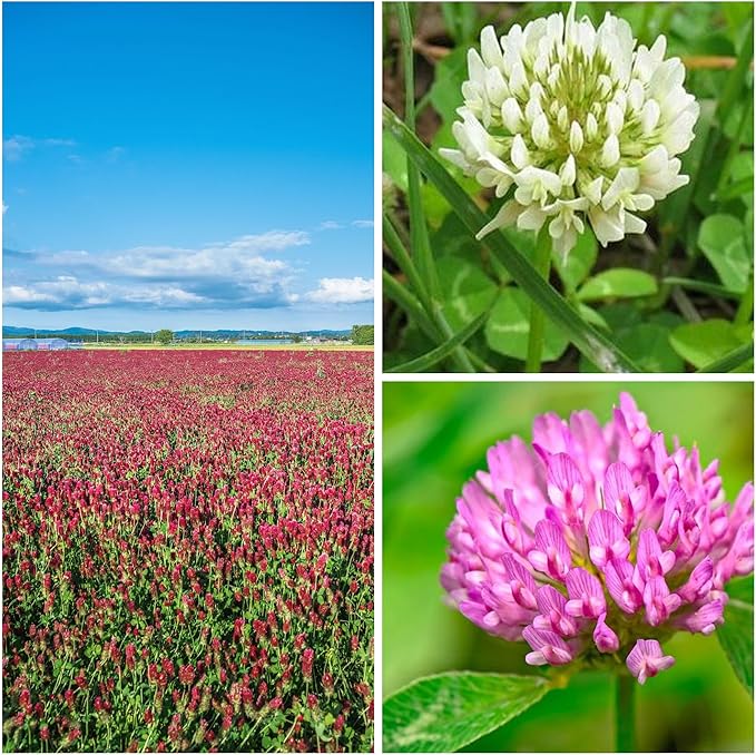 Clover Trio Seed Blend – Premium 5 Lb Bulk ~896,000 Seeds – Red, White & Crimson Clover – Cover Crop & Soil Enrichment Mix
