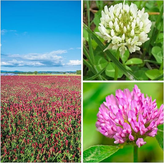 Clover Trio Seed Blend – Premium 5 Lb Bulk ~896,000 Seeds – Red, White & Crimson Clover – Cover Crop & Soil Enrichment Mix