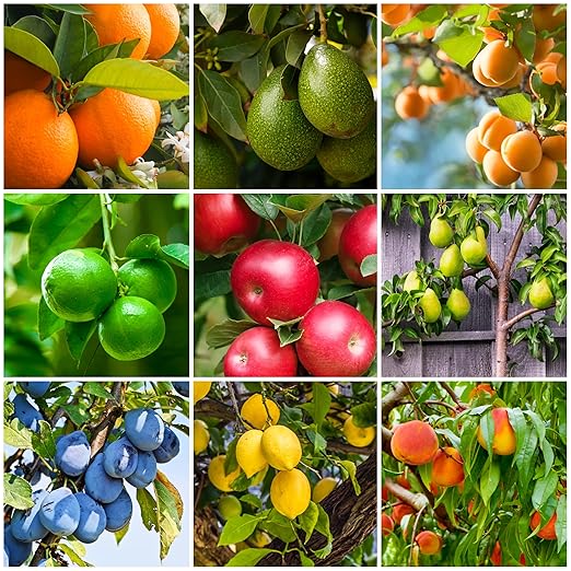 Fertilizer Spikes for Citrus & Fruit Trees & Shrubs (72 Spikes - 18.0 Lbs)