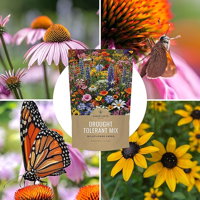 Drought Tolerant Wildflowers Mix – Bulk Quarter Pound Bag – Over 30,000 Open Pollinated Non-GMO Seeds – 21 Different Dryland Species
