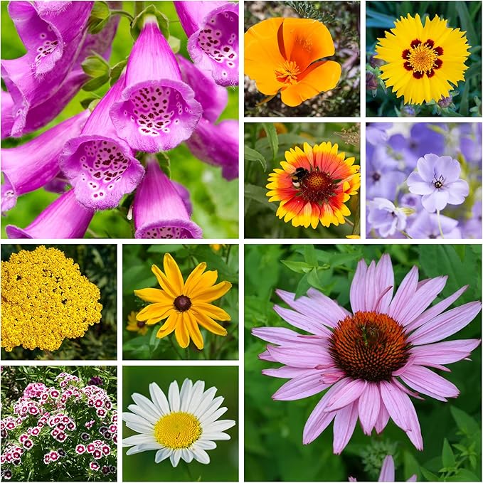 All Annual Wildflower Seeds Mix – 4 Oz, 4,000+ Seeds – 21 Varieties Including California Poppy, Indian Blanket, Scarlet Flax – Bulk Pollinator Wildflower Seed for Planting