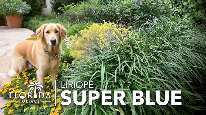 Super Blue | 3 Live Plants | Liriope Muscari | Ground Cover Plant, Ornamental Grass, Drought Tolerant, Low Maintenance, Evergreen Foliage, Purple Flower Spikes, Shade Garden Favorite, Easy to Grow