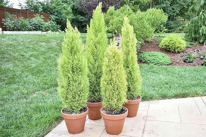 Lemony Christmas Tree. Lemon Cypress 'Goldcrest' (Cupressus Macrocarpa) - Vibrant Yellow-Green Foliage, Citrus Scent, Indoor/Outdoor (2 Cypress-Lemon Cups)