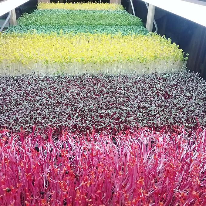 Bootstrap Farmer Microgreen Trays No Holes, 5 Pack White, Extra Strength Shallow 1020 Tray Grow Microgreens Wheatgrass Fodder Sprouting Plants