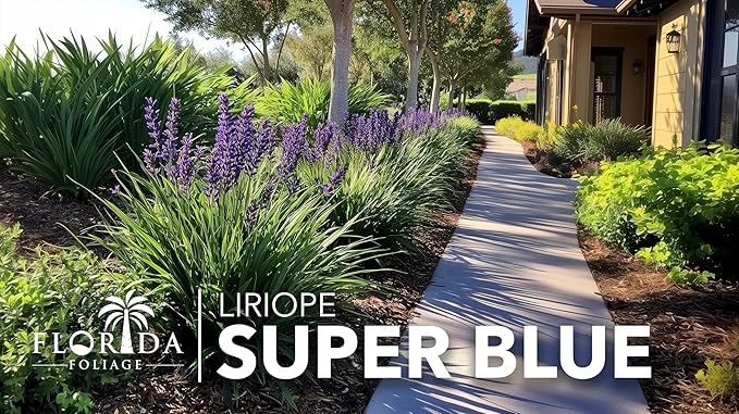 Super Blue | 40 Live Plants | Liriope Muscari | Ground Cover Plant, Ornamental Grass, Drought Tolerant, Low Maintenance, Evergreen Foliage, Purple Flower Spikes, Shade Garden Favorite, Easy to Grow
