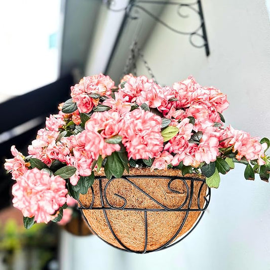 LaLaGreen Hanging Planter for Outdoor Plants (14 Inch, 4 Pack) Hanging Baskets with Coco Liner, Black Metal Wire Flower Basket Pots with Hook Hanger Balcony Porch Farmhouse Country Style Garden Decor