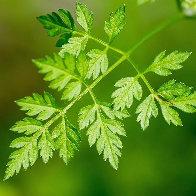 Chervil Seeds - Winter - 0.25 Oz ~2,800 Seeds - Anthriscus cerefolium - Culinary Herb Gardening & Microgreens Seed - Non-GMO, Heirloom, Open Pollinated, Annual