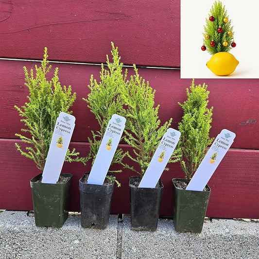 Lemony Christmas Tree. Lemon Cypress 'Goldcrest' (Cupressus Macrocarpa) - Vibrant Yellow-Green Foliage, Citrus Scent, Indoor/Outdoor (4 Cypress-Lemon Cups)