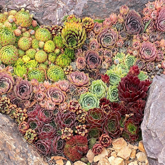 Mountain Crest Gardens Sempervivum Succulent Variety Pack - 20 Hardy Live Rosette Plants, No Repeats, Rooted in 2 Inch Pots - Succulents for Rock Gardens, Containers, DIY Displays