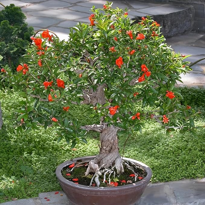 Live Dwarf Pomegranate Plant (Punica Granatum) - Compact, Ornamental Fruit Bearing Shrub, Indoor/Outdoor (4 pom-Dwarf sacs)