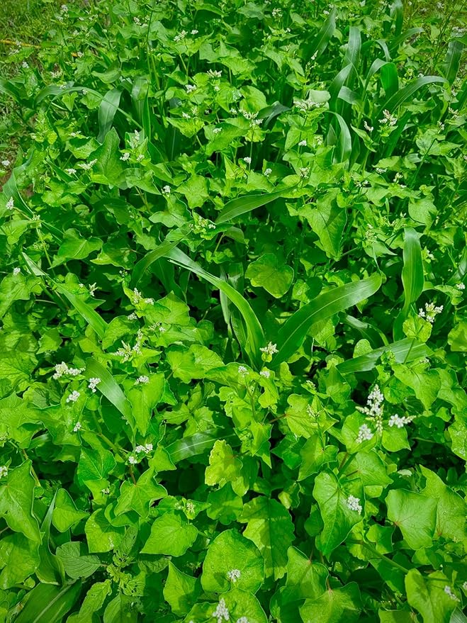 Dirt Doctor Food Plot Seed Mix for Deer, Perfect for Rebuilding Topsoil, Breaking up Compaction, and Recharging Nutrients, Buckwheat, Grain Sorghum, 2 Clovers, Tillage Radishes