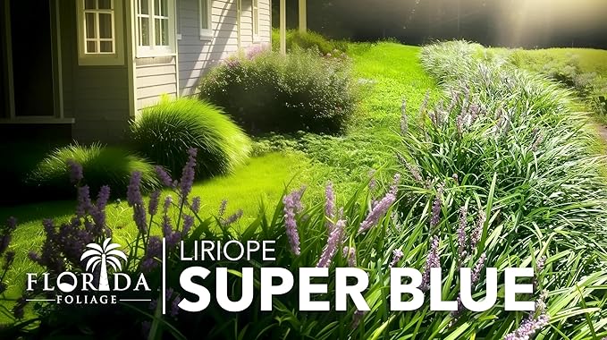 Super Blue | 5 Live Plants | Liriope Muscari | Ground Cover Plant, Ornamental Grass, Drought Tolerant, Low Maintenance, Evergreen Foliage, Purple Flower Spikes, Shade Garden Favorite, Easy to Grow
