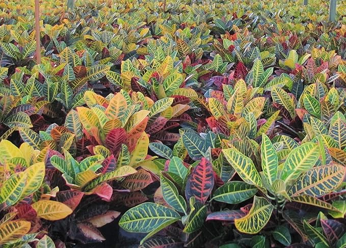 Croton Petra Plant - Tropical Foliage Plant Live - Overall Height 20" to 24" - Tropical Plants of Florida