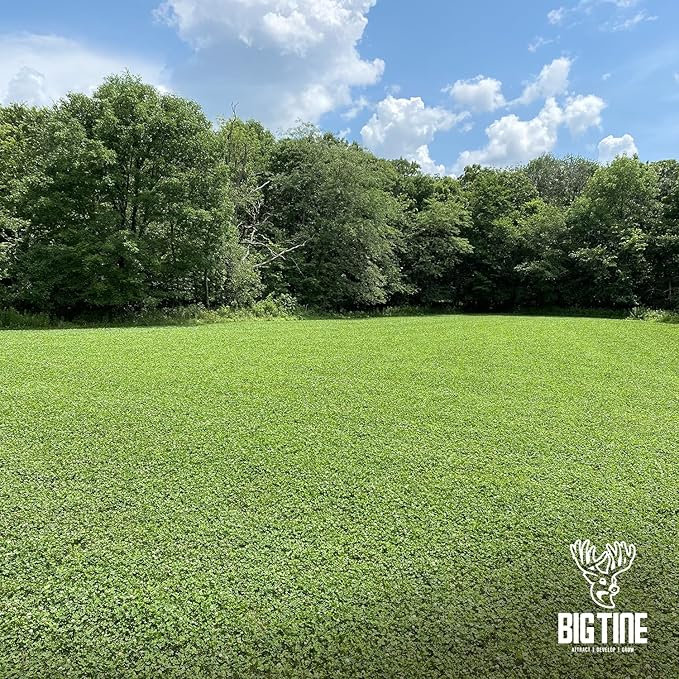 Big Tine Food Plot Mix, Deer Attractant, Foundation Clover, Premium Clover Mix, 4 lbs Bag, Perennial, Great for Food Plots, High Drought Tolerance