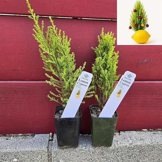Lemony Christmas Tree. Lemon Cypress 'Goldcrest' (Cupressus Macrocarpa) - Vibrant Yellow-Green Foliage, Citrus Scent, Indoor/Outdoor (2 Cypress-Lemon Cups)