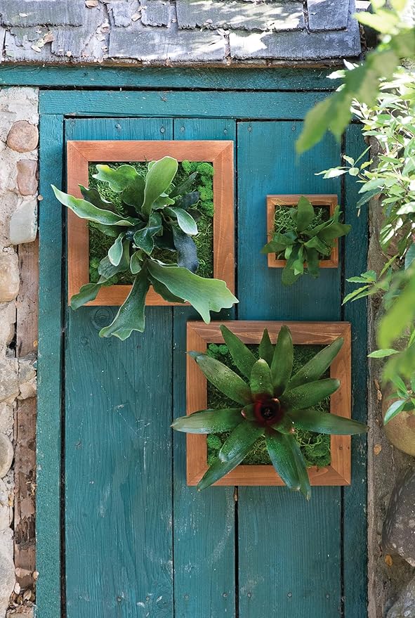SuperMoss (90471) Mounted Fern Kit DIY - Create Your Own Living Wall Art, Customizable Wooden Frame with Moss, Ideal for Indoor & Outdoor Plant Decor, Kitchen, Balcony, & Home Office, 6” x 6”, Natural