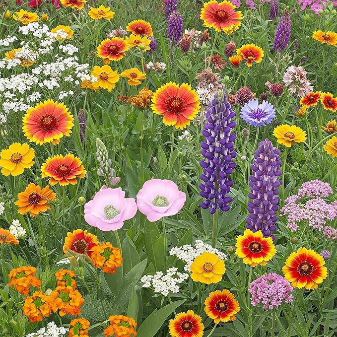 Ferry-Morse Colorado Western Mix Bulk Wildflower Seeds, 1lb