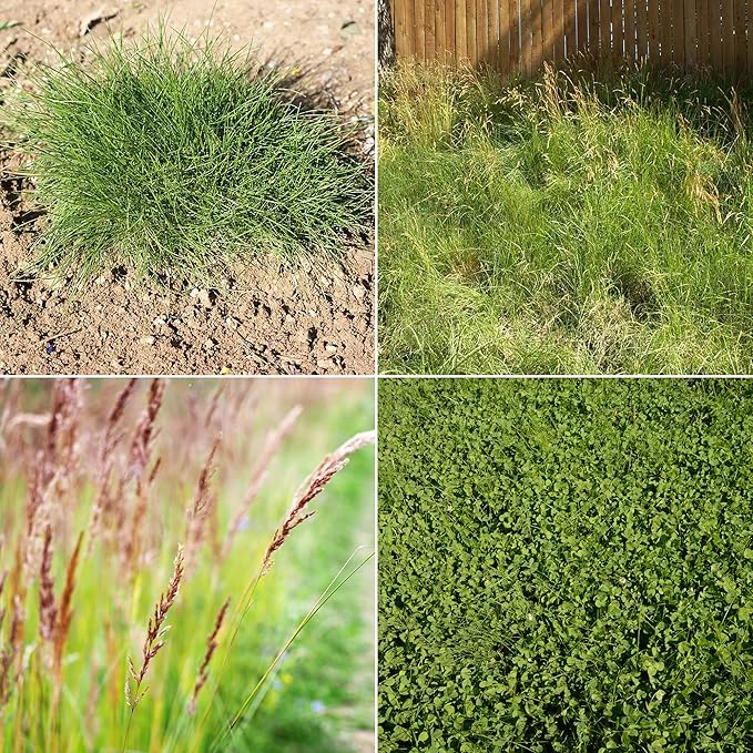Ferry-Morse Bulk Seeds, 1lb Bag Each EcoEase Microclover and Fescue Low Maintenance Ground Cover Grass Seed Mix, 2lb