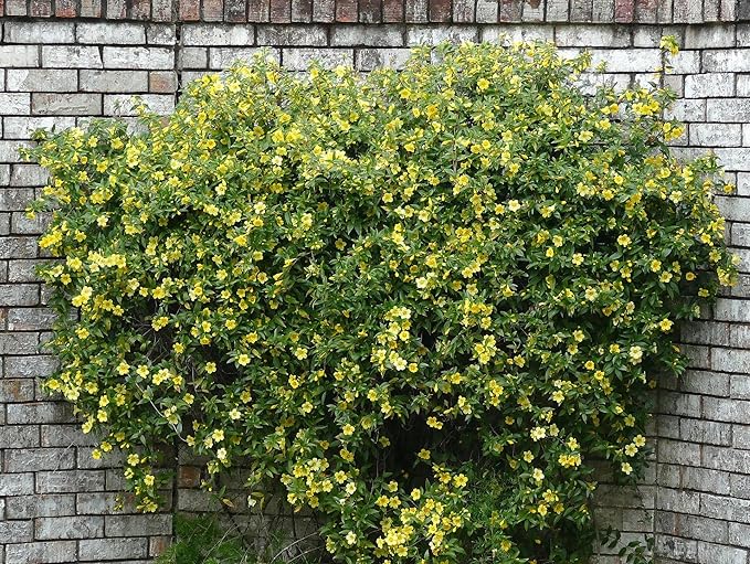 Carolina Jasmine Plant, Live Evergreen Vine, Fragrant Yellow Blooms, Fast Growing Climber for Trellis, Fences, or Arbors - Gelsemium sempervirens - 4 Bags